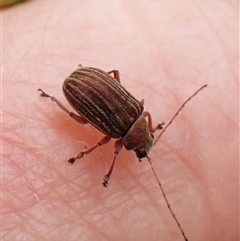 Edusella lineata (Leaf beetle) at Cook, ACT - 15 Oct 2024 by CathB