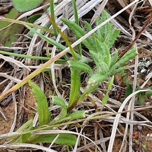 Leptorhynchos squamatus subsp. squamatus at Gundary, NSW - 23 Oct 2024