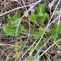 Goodenia pinnatifida at Gundary, NSW - 23 Oct 2024