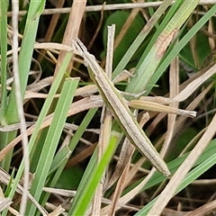 Keyacris scurra (Key's Matchstick Grasshopper) at Gundary, NSW - 23 Oct 2024 by trevorpreston