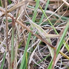 Keyacris scurra at Gundary, NSW - 23 Oct 2024 04:11 PM