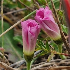 Convolvulus angustissimus subsp. angustissimus (Australian Bindweed) at Gundary, NSW - 23 Oct 2024 by trevorpreston