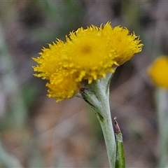 Chrysocephalum apiculatum (Common Everlasting) at Gundary, NSW - 23 Oct 2024 by trevorpreston