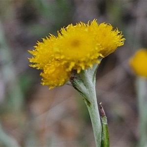 Chrysocephalum apiculatum at Gundary, NSW - 23 Oct 2024