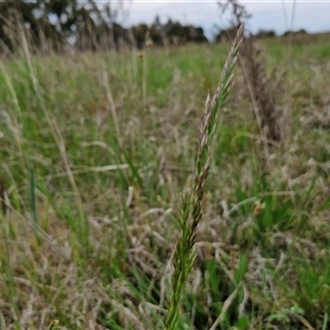 Lolium arundinaceum at Gundary, NSW - 23 Oct 2024