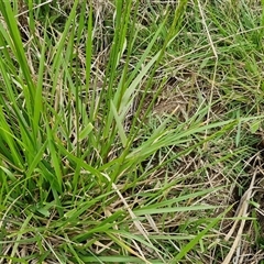 Lolium arundinaceum at Gundary, NSW - 23 Oct 2024