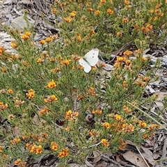 Pieris rapae (Cabbage White) at Yass River, NSW - 23 Oct 2024 by SenexRugosus