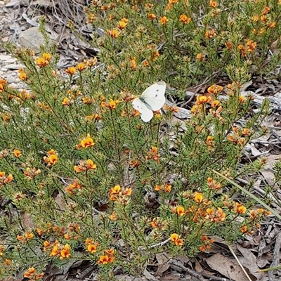 Pieris rapae (Cabbage White) at Yass River, NSW - 23 Oct 2024 by SenexRugosus