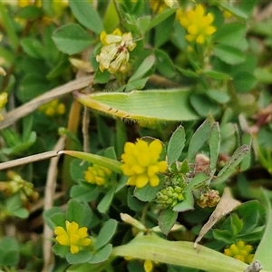 Trifolium dubium at Gundary, NSW - 23 Oct 2024