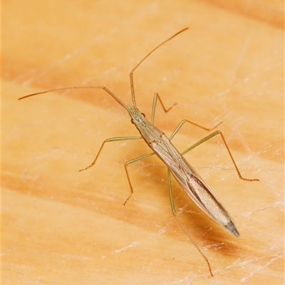 Mutusca brevicornis (A broad-headed bug) at Chisholm, ACT - 22 Oct 2024 by RomanSoroka