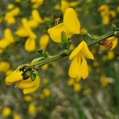 Cytisus scoparius subsp. scoparius (Scotch Broom, Broom, English Broom) at Goulburn, NSW - 23 Oct 2024 by trevorpreston