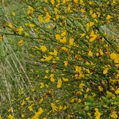 Cytisus scoparius subsp. scoparius at Goulburn, NSW - 23 Oct 2024