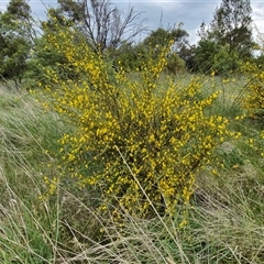 Cytisus scoparius subsp. scoparius at Goulburn, NSW - 23 Oct 2024