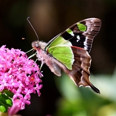 Graphium macleayanum (Macleay's Swallowtail) at Acton, ACT - 22 Oct 2024 by Simone