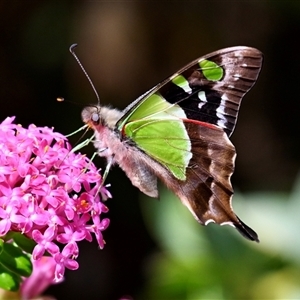 Graphium macleayanum at Acton, ACT - 22 Oct 2024 10:31 AM