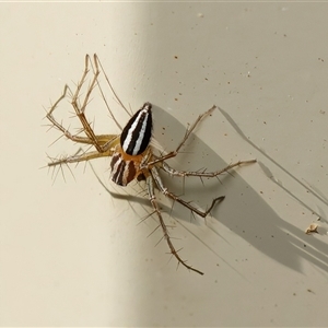 Oxyopes gracilipes at Chisholm, ACT - 22 Oct 2024 06:16 PM