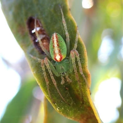 Araneus talipedatus (Slender green orb-weaver) at Cook, ACT - 16 Oct 2024 by CathB