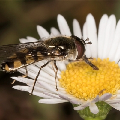 Melangyna sp. (genus) (Hover Fly) at Melba, ACT - 22 Oct 2024 by kasiaaus