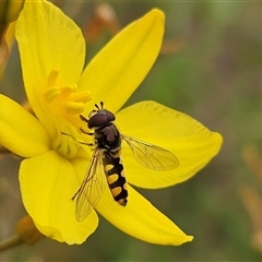 Melangyna sp. (genus) (Hover Fly) at Weetangera, ACT - 23 Oct 2024 by sangio7