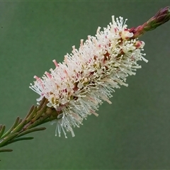 Melaleuca parvistaminea (Small-flowered Honey-myrtle) at Googong, NSW - 23 Oct 2024 by WHall