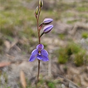 Thelymitra ixioides at Captains Flat, NSW - 23 Oct 2024