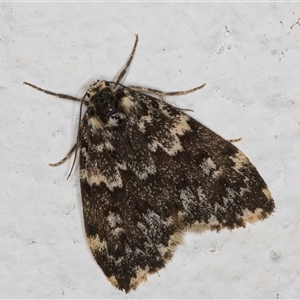 Halone coryphoea at Melba, ACT - 22 Oct 2024 10:14 PM