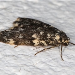 Halone coryphoea at Melba, ACT - 22 Oct 2024 10:14 PM