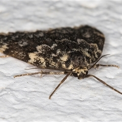 Halone coryphoea at Melba, ACT - 22 Oct 2024 10:14 PM