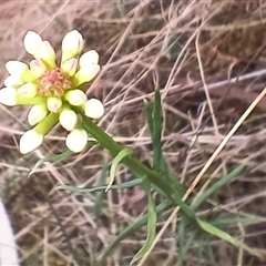 Stackhousia monogyna (Creamy Candles) at Cooma, NSW - 23 Oct 2024 by mahargiani