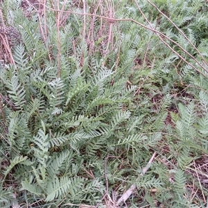 Tanacetum vulgare at Cooma, NSW - 23 Oct 2024