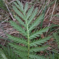 Tanacetum vulgare at Cooma, NSW - 23 Oct 2024