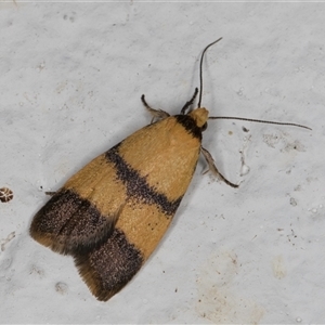 Heteroteucha translatella at Melba, ACT - 22 Oct 2024