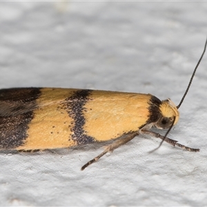 Heteroteucha translatella at Melba, ACT - 22 Oct 2024