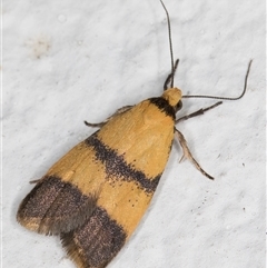 Heteroteucha translatella at Melba, ACT - 22 Oct 2024