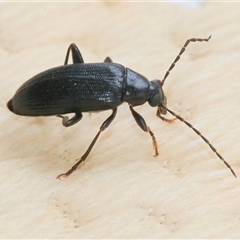 Unidentified Longhorn beetle (Cerambycidae) at Googong, NSW - 18 Oct 2024 by WHall