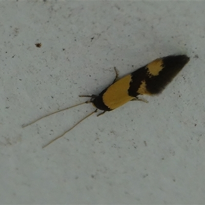 Opogona comptella (A fungus moth) at Hall, ACT - 23 Oct 2024 by Anna123