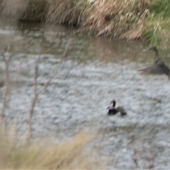 Anas superciliosa (Pacific Black Duck) at Cooma, NSW - 23 Oct 2024 by mahargiani