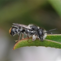 Megachile ferox (Resin bee) at Hall, ACT - 23 Oct 2024 by Anna123