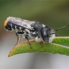 Megachile ferox at Hall, ACT - 23 Oct 2024 12:56 PM