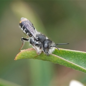 Megachile ferox at Hall, ACT - 23 Oct 2024