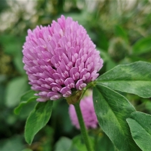 Trifolium pratense at Goulburn, NSW - 23 Oct 2024