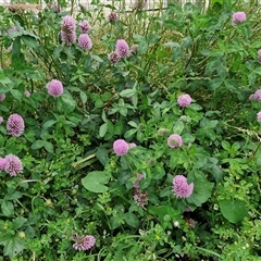 Trifolium pratense at Goulburn, NSW - 23 Oct 2024