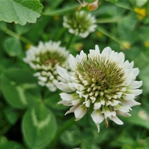 Trifolium repens at Goulburn, NSW - 23 Oct 2024