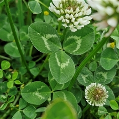 Trifolium repens at Goulburn, NSW - 23 Oct 2024