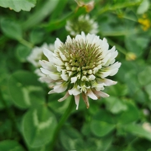 Trifolium repens at Goulburn, NSW - 23 Oct 2024