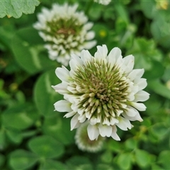 Trifolium repens at Goulburn, NSW - 23 Oct 2024 06:18 PM