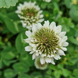 Trifolium repens at Goulburn, NSW - 23 Oct 2024