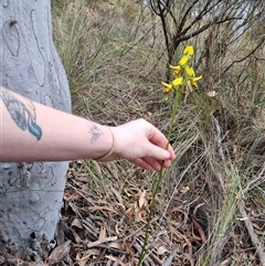 Diuris sulphurea (Tiger Orchid) at Bungendore, NSW - 23 Oct 2024 by clarehoneydove