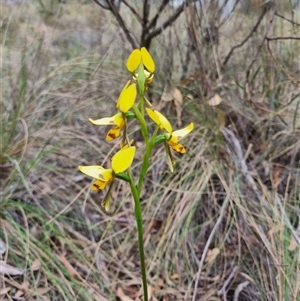 Diuris sulphurea at Bungendore, NSW - suppressed