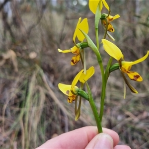 Diuris sulphurea at Bungendore, NSW - suppressed